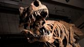 The Largest T. Rex Was Probably Much Bigger Than We Ever Realized