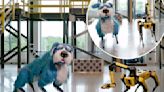 ‘Creepy’ Boston Dynamics robot dog dances in glittery blue costume: ‘Nightmare fuel’