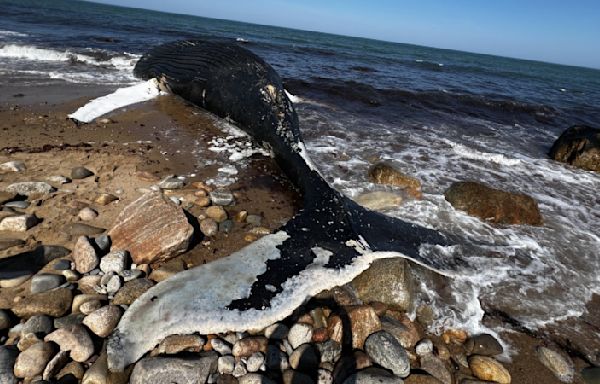 Dead whale on Block Island identified, part of ‘unusual mortality event’