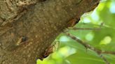 Experts say hearing damage from cicadas is unlikely