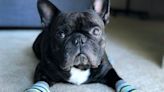 French Bulldog and Dog Mom's Matching Socks Are the Perfect Holiday Gift Inspiration