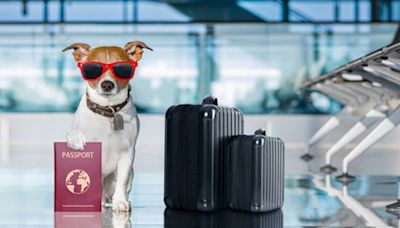 全球首個「狗狗專屬航班」BARK Air啟航，享有零食、香檳與水療等奢華體驗，一人一狗機票近26萬 - TNL The News Lens 關鍵評論網
