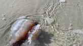 Jellyfish will soon swarm Hilton Head beaches. Here’s why and what to do if you get stung