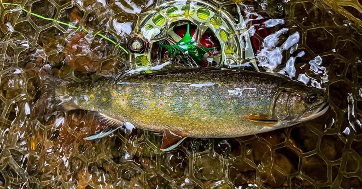 How to Fly Fish | A Guide To Small Water Fly Fishing Success