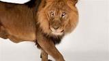 African lion, facts and photos - National Geographic