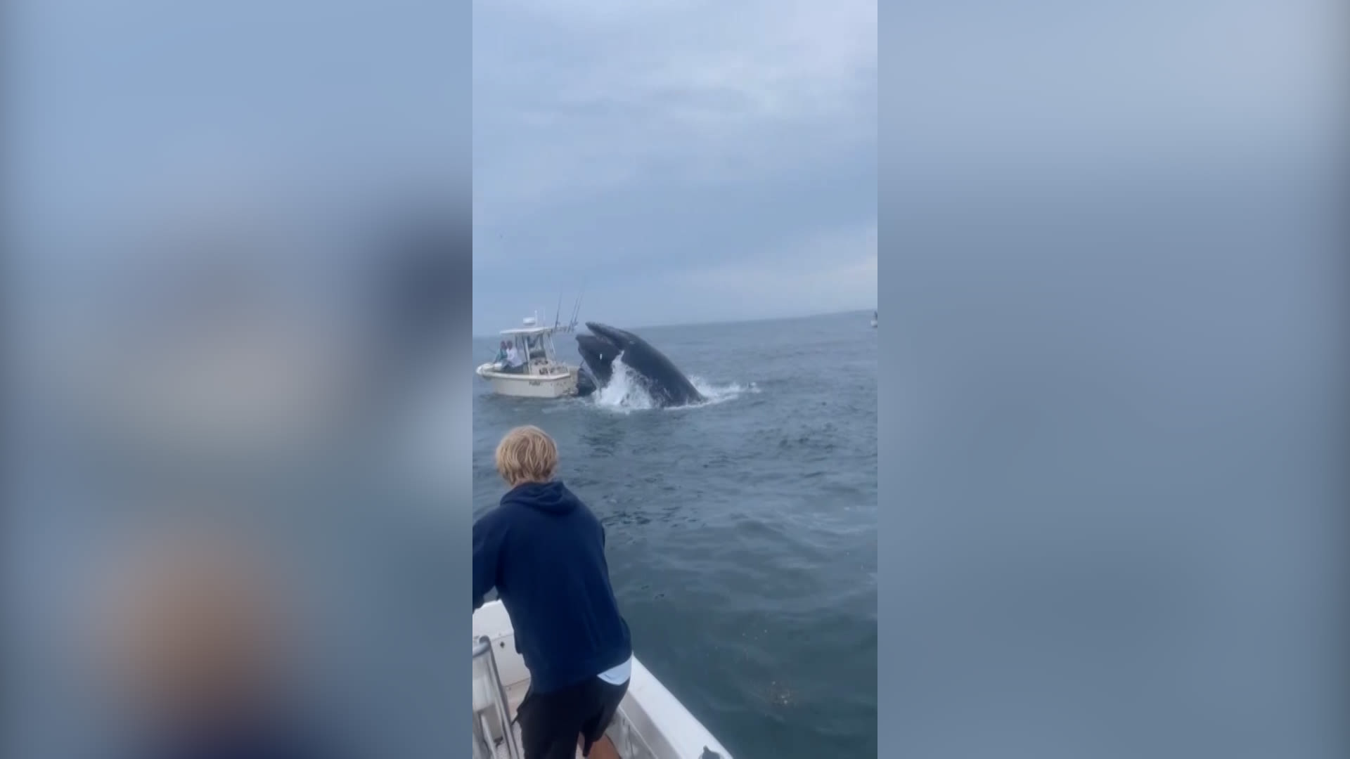 Watch: Moment whale capsizes fishing boat off New Hampshire