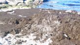 175.000 kilos de algas invasoras se han recogido desde principios de año en La Línea