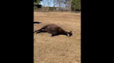 Goofy wild horse on NC coast is a prankster that enjoys playing dead, video shows