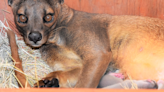 Three cheers for Volo and Rico: First fossa pups born at Abilene Zoo