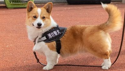 Paw patrol: China’s most popular new police officer is a corgi