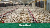 Cuba certifica a tres empresas dominicanas para comprarles productos avícolas