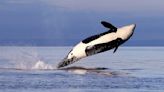 As chinook salmon get thinner and fewer, southern resident killer whales struggle to find enough food