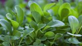 How to Grow and Care for Watercress