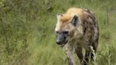 Are Hyenas Dogs or Cats? Which Are They More Closely Related To?