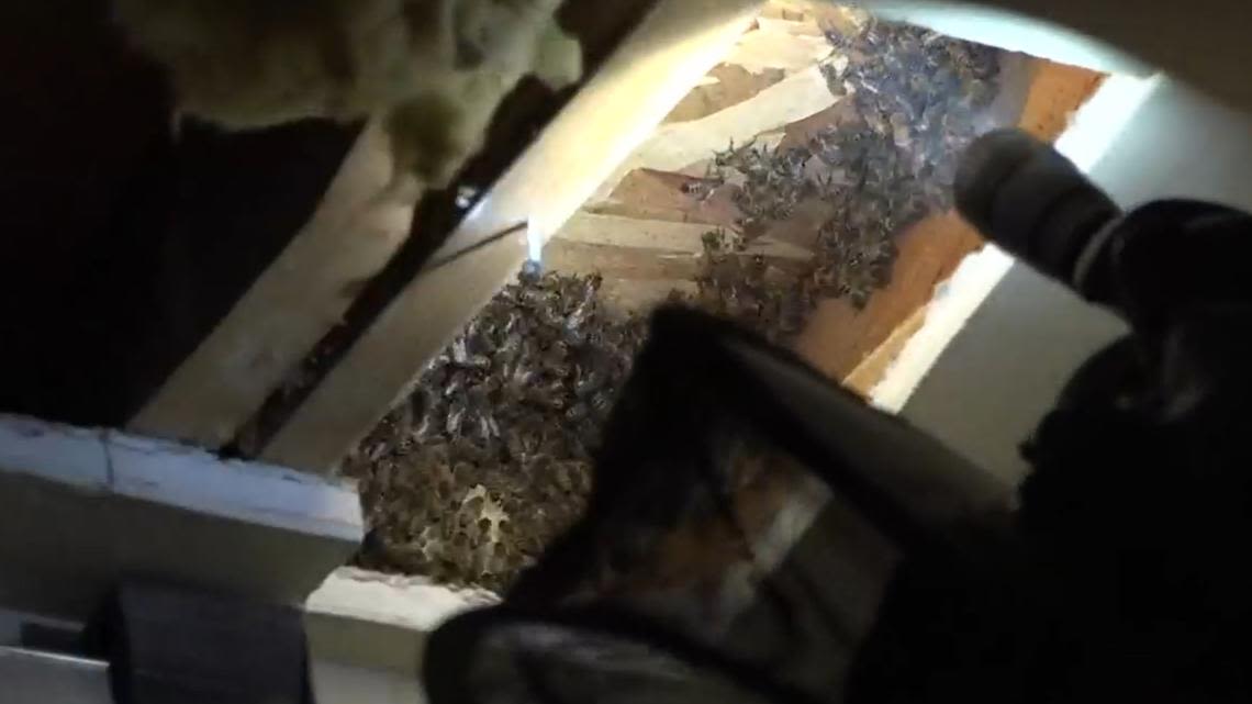 Inside a Sacramento beekeeper's pesticide-free honeybee relocation process