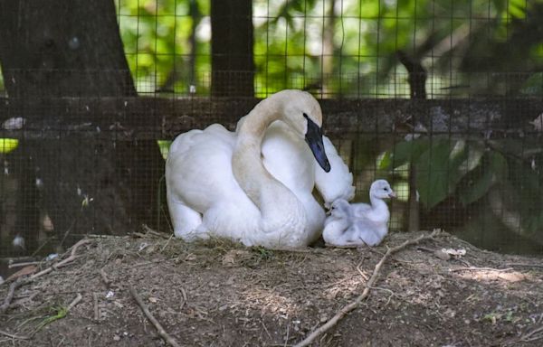 Trumpeter Swans Hatch at Maryland Zoo