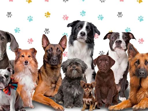 Razas de perros: necesidades, personalidad y todo lo que tienes que saber sobre el Borzoi