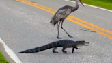 Ave acompaña a cocodrilo a cruzar una calle de la Florida. No te pierdas el simpático video