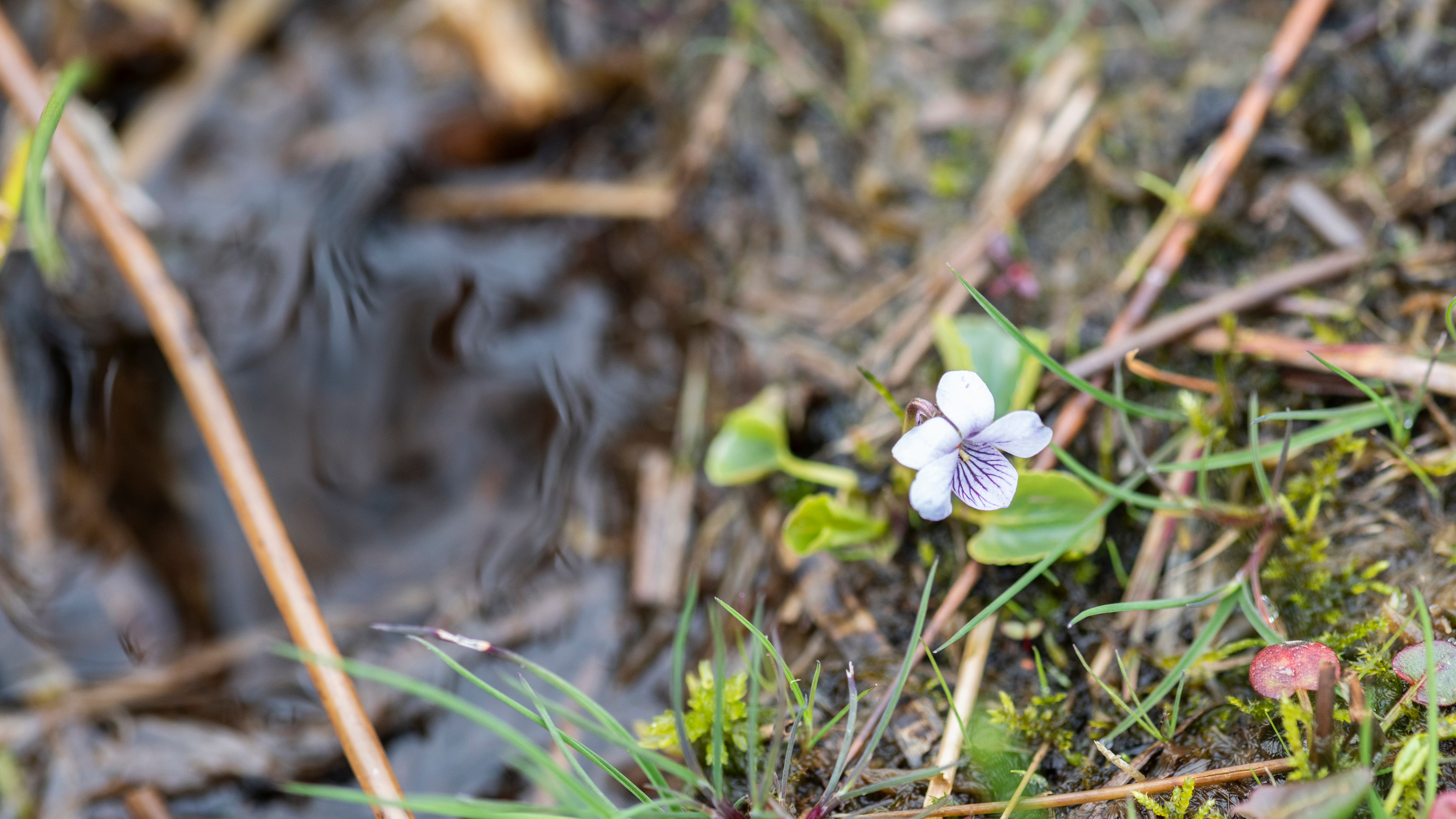 Mass of marsh violets to be planted in Shropshire Hills to boost rare butterfly