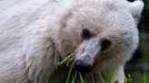 Calgary artist's tribute to famous white grizzly bear will help support wildlife conservation | CBC News