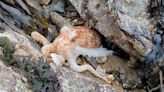 Octopus changes colour on North Wales beach in rare video