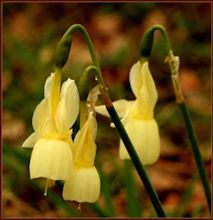 Narcissus (plant)