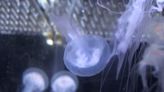 World’s oldest zoo breeds luminous jellyfish in European first