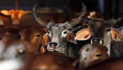 60 cows, oxen killed in MP to create communal frenzy, 24 held: Police