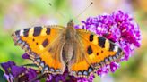 Best plants for a butterfly garden – discover 16 wildlife-friendly blooms