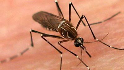 Aumentan los casos de dengue en el sur de la Florida: Emiten alerta sanitaria