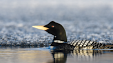 Rare Yellow-Billed Loon Shuts Down Famous Show at Vegas Casino