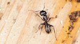Here’s How to Get Rid of Carpenter Ants for Good, According to Experts