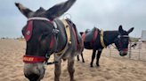 Skegness traders say sunshine is 'saving' summer