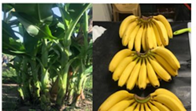 Strategies To Save The Global Banana Industry