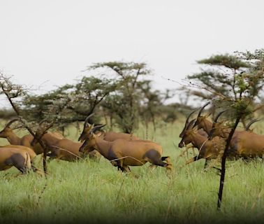 South Sudan's epic effort to protect the world's largest mammal migration