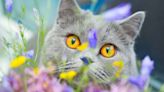 What colors can cats see? A vet reveals the answer (and it may just surprise you!)