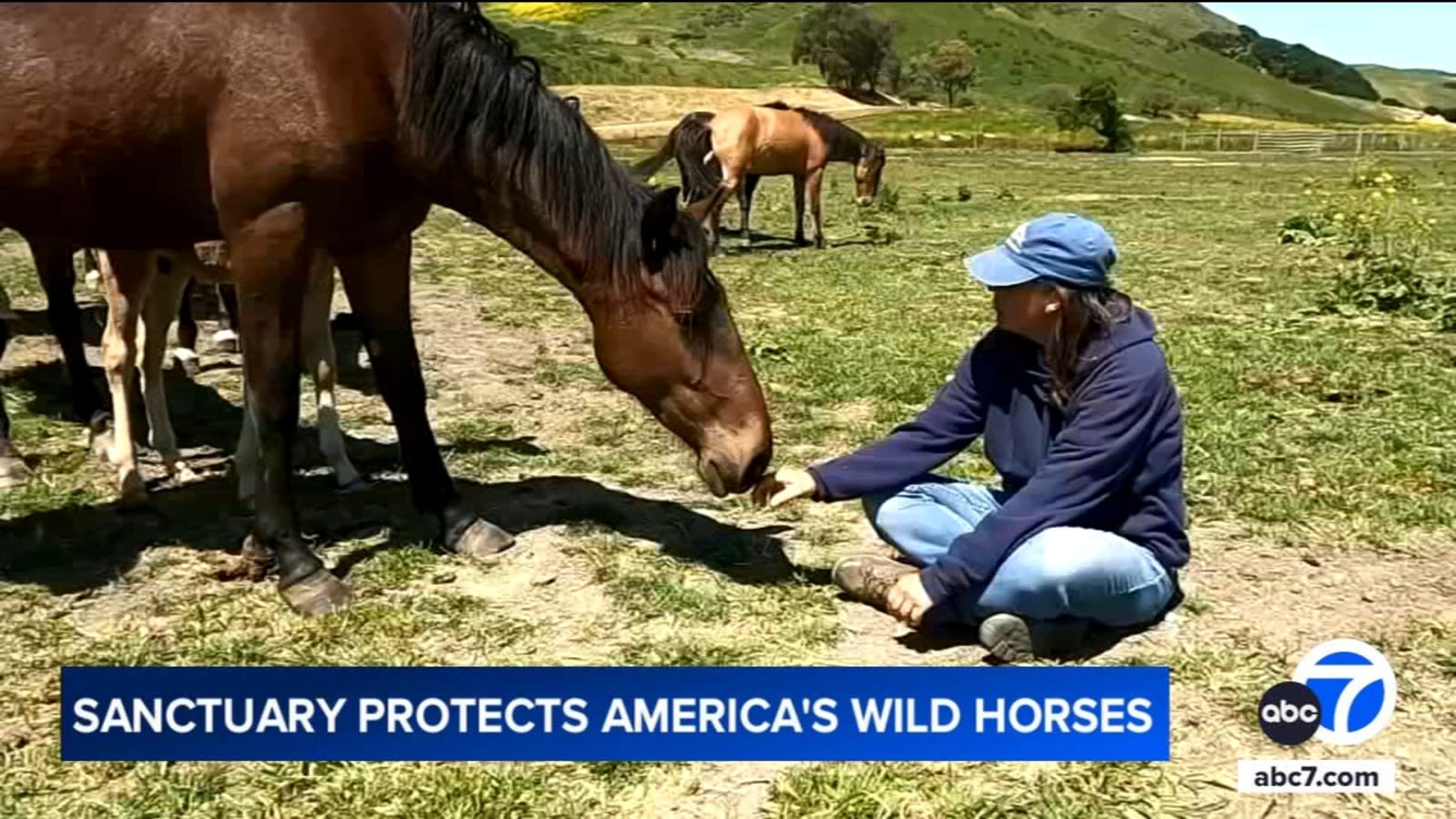 Return to Freedom Wild Horse Sanctuary in Lompoc creates safe haven for wild horses