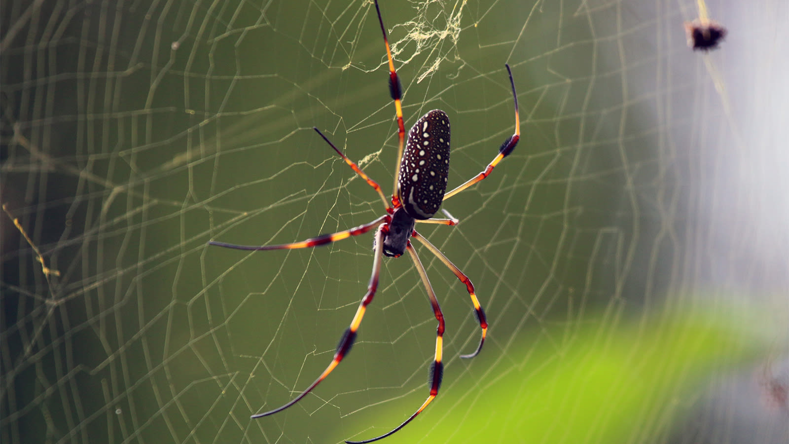 Are Banana Spiders Harmless? Depends on Which You See