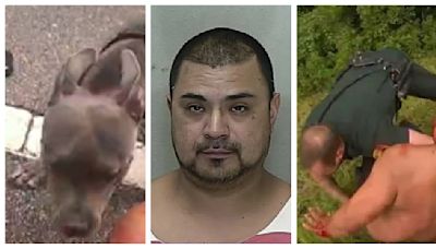 Caótico arresto de hispano: Ataque de pitbull, $15,000 en el suelo y un niño en riesgo