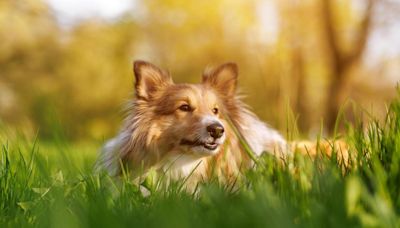 Ask the vet: Advice on treating plantar ligament rupture in dogs