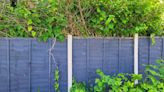 How to spot Japanese knotweed in your garden