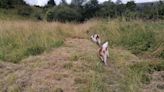 Park left 'unusable' due to uncut grass