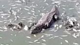 “Kilómetros de arroyos con peces muertos”: un líder de Santa Fe mostró cómo una iguana ataca por el impacto de la sequía