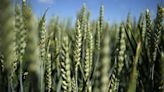 India's Wheat Dilemma: Record Sales Amidst 16-Year Low Stocks Ignite Supply Concerns