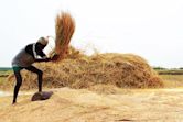 Threshing