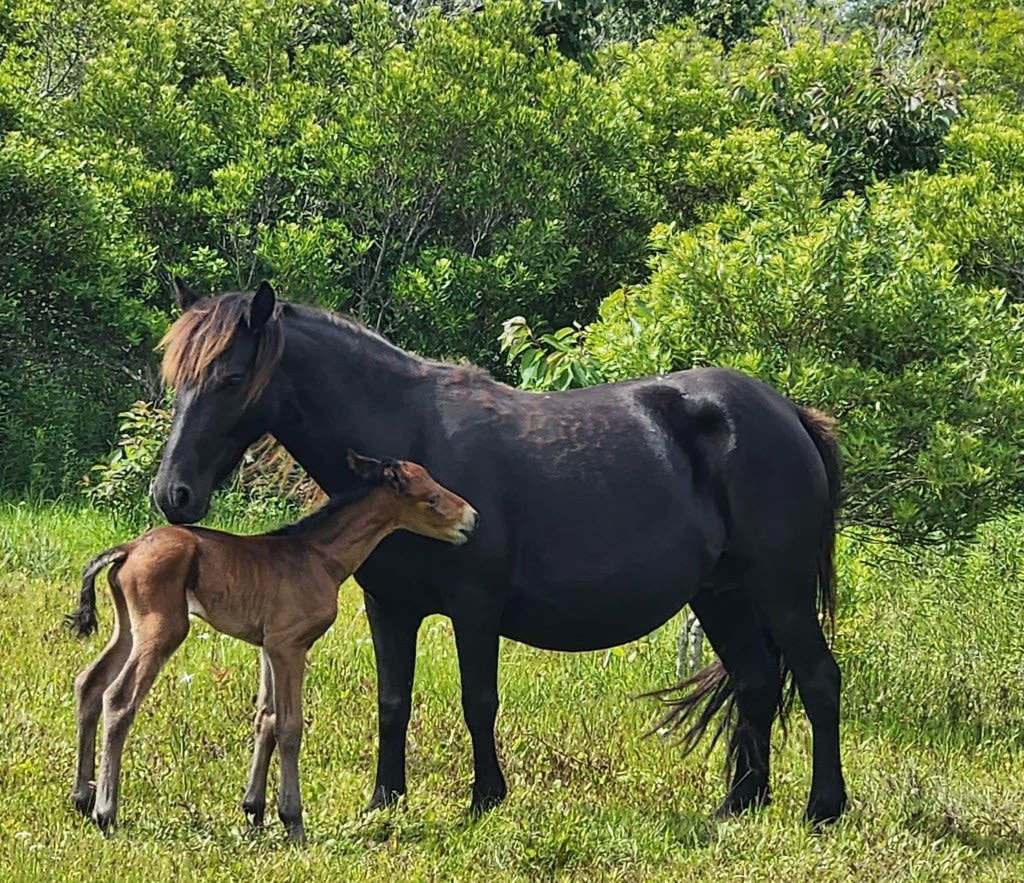Newest Outer Banks wild foal euthanized due to illness