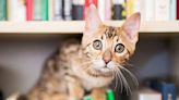 Don't Have a Hissy Fit Over Book Fees, a Mass. Library Is Accepting Cat Photos in Place of Fines