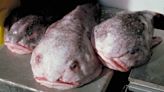 Is the Blobfish Unjustly Cast as the World's Ugliest Animal?