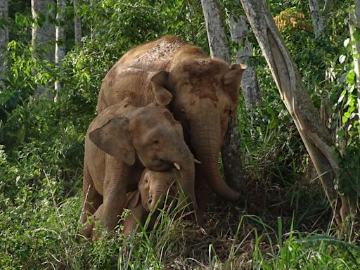 Bornean elephant assessed as endangered in new threatened species list