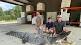 Massive record-breaking alligator captured in Mississippi
